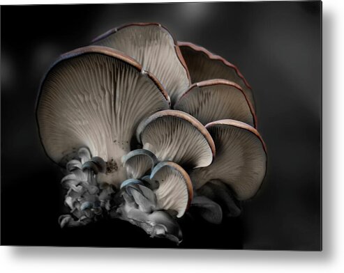 Paint Metal Print featuring the photograph Painted Fungus by Wayne King