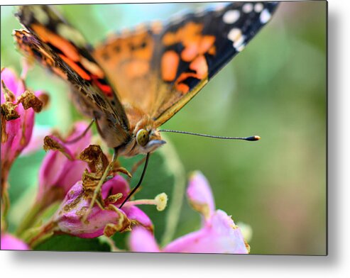 Butterfly Metal Print featuring the photograph Painted lady butterfly feeding by Dan Friend