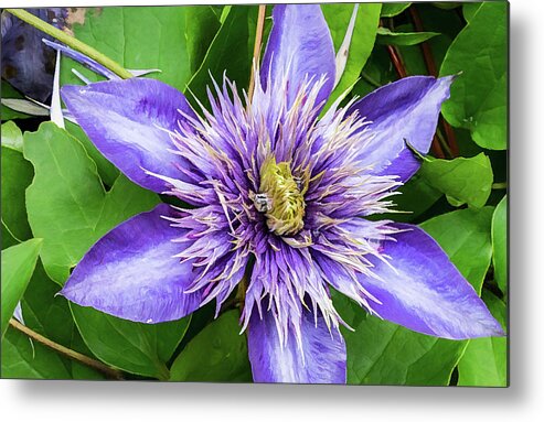 Flower Metal Print featuring the photograph Painterly Water Lily by Gary Slawsky