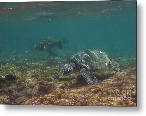 Chelonia Mydas Metal Print featuring the photograph Pair of Sea Turtles in a Kauai Reef by Nancy Gleason
