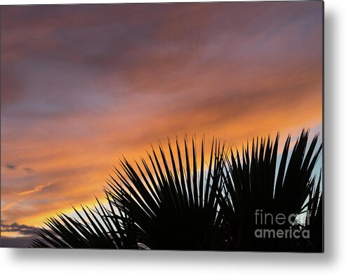 Palm Leaves Metal Print featuring the photograph Palm leaves and soft clouds at sunset by Adriana Mueller
