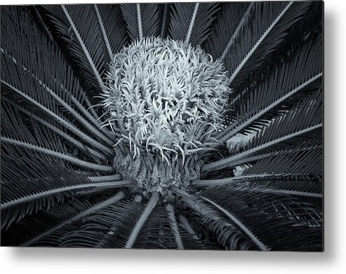 Waterloo House Metal Print featuring the photograph Palm Plant by Tom Singleton
