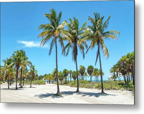 Palm Metal Print featuring the photograph Palm Trees at Crandon Park Beach in Key Biscayne Florida by Beachtown Views