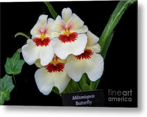 Conservatory Metal Print featuring the photograph Pansies on Parade by Marilyn Cornwell