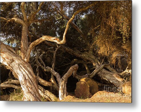 Tree Metal Print featuring the photograph Paperbark Trees by Elaine Teague
