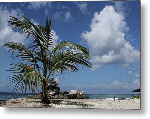 Palm Tree Metal Print featuring the photograph Paradise Picnic by Brad Barton