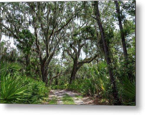 St Phillips Island Metal Print featuring the photograph Park Road Passage by Patricia Schaefer