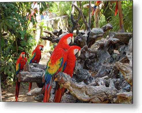 Xcaret Metal Print featuring the photograph Parrots at Xcaret by William Scott Koenig