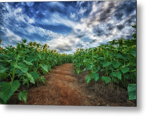 Path Metal Print featuring the photograph Parting of the Seeds by Tricia Louque