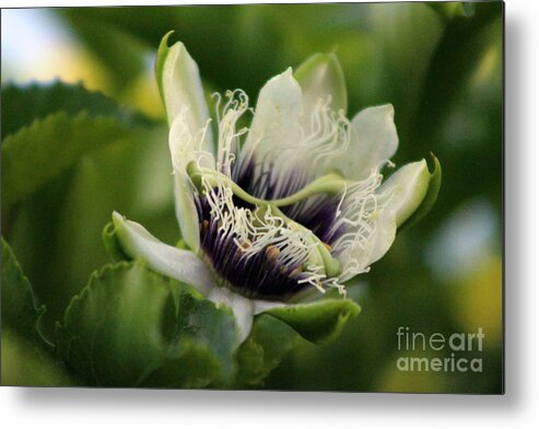 Passion Fruit Metal Print featuring the photograph Passion Flower Budding Closeup by Colleen Cornelius