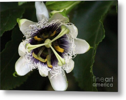 Passion Fruit Metal Print featuring the photograph Passion Flower Closeup 2 by Colleen Cornelius