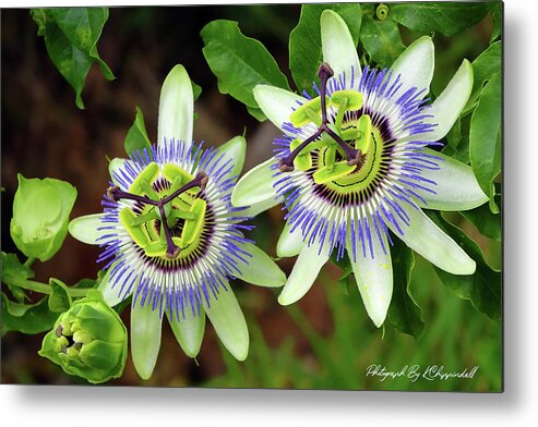 Passion Flowers Metal Print featuring the digital art Passion Flowers 09921 by Kevin Chippindall