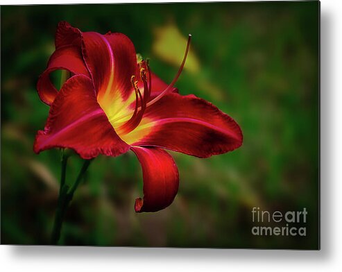 Blossom Metal Print featuring the photograph Passion for Red Daylily by Shelia Hunt