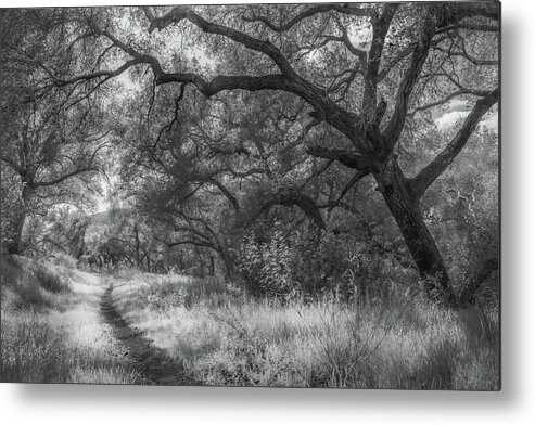 Landscape Metal Print featuring the photograph Path with Oaks, Boden Canyon by Alexander Kunz