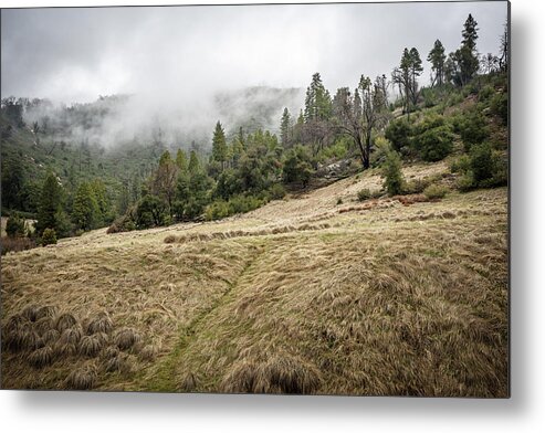 Trees Metal Print featuring the photograph Paths Crossed by Ryan Weddle