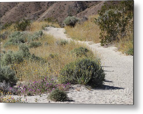 Desert Oasis Metal Print featuring the photograph Pathway Through The Brittle Bush Coachella Valley Wildlife Preserve by Colleen Cornelius