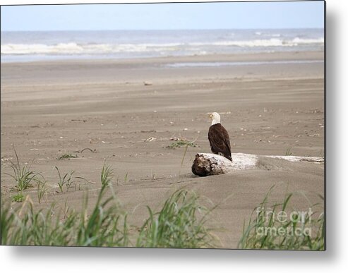 Bald Eagle Metal Print featuring the photograph Peaceful Beach with Eagle by Carol Groenen