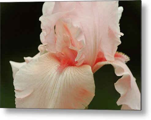 Iris Metal Print featuring the photograph Peach Pink Iris Flower for Spring by Gaby Ethington