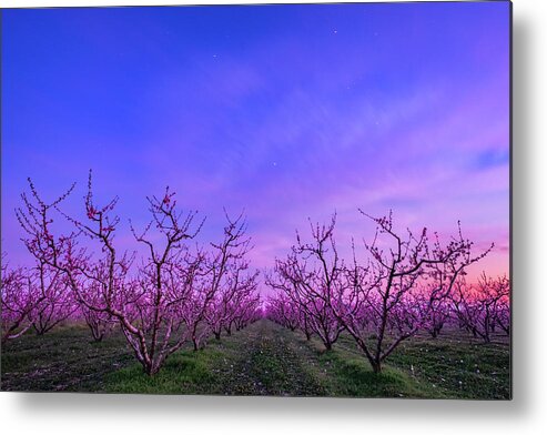 Peach Tree Metal Print featuring the photograph Peach Trees in Blossom at Blue Hour by Alexios Ntounas