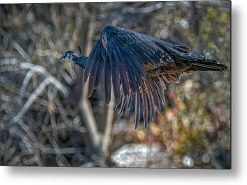 Peacock Metal Print featuring the photograph Peacock in flight by Rick Mosher
