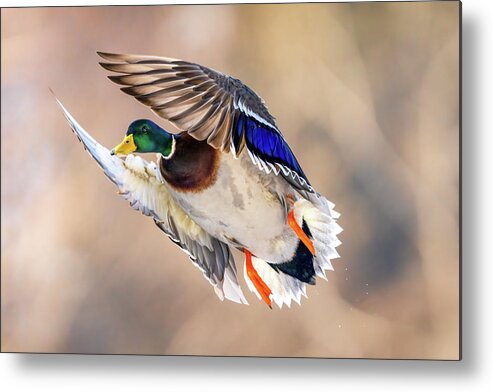 Duck Metal Print featuring the photograph Peaking Duck by James Overesch