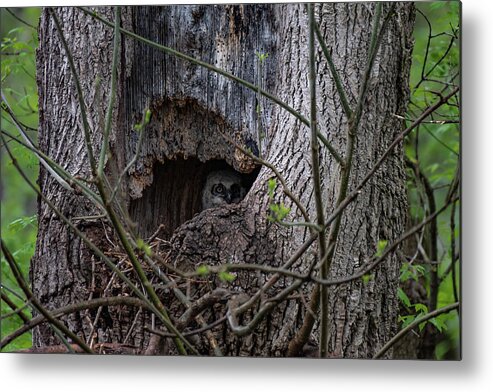 Owlet Metal Print featuring the photograph Peaking Out Cautiously by Rose Guinther