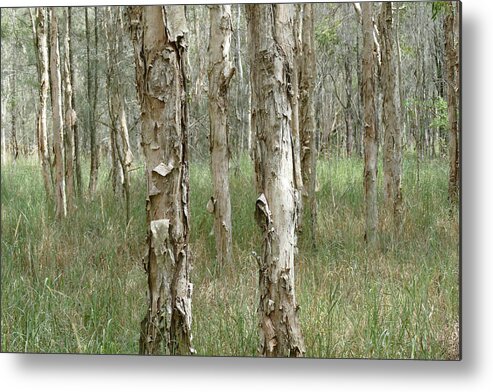 Landscape Metal Print featuring the photograph Peek through the Paperbark Forest by Maryse Jansen