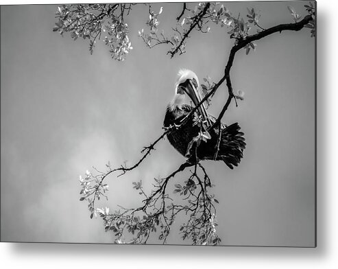 Wildlife Metal Print featuring the photograph Pelican Connection 1 by Louise Lindsay
