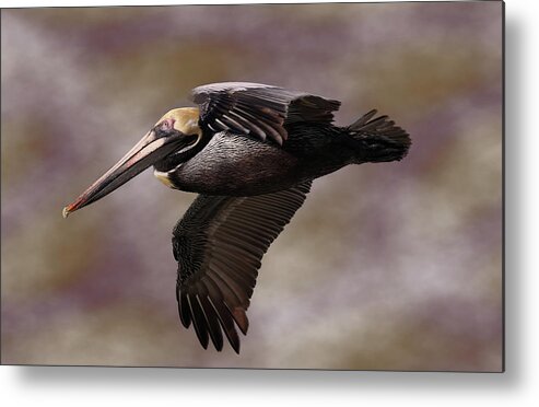 Pelicans Metal Print featuring the photograph Pelican in Flight 5 by Mingming Jiang