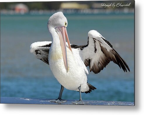 Pelicans Metal Print featuring the digital art Pelican Tuncurry 590. by Kevin Chippindall