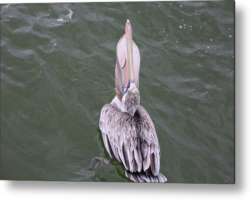 Pelicans Metal Print featuring the photograph Pelican's Large Throat Pouch by Mingming Jiang