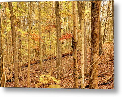 Woods Metal Print featuring the photograph Pennsylvania Woodland by Susan Maxwell Schmidt