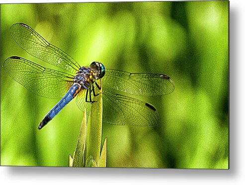 Dragonfly Metal Print featuring the photograph Pensive Dragon by Bill Barber