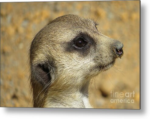 Meerkat Metal Print featuring the photograph Pensive Meerkat Closeup by World Reflections By Sharon