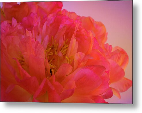 Peony Metal Print featuring the photograph Peony Blossoms in Spring 9 by Lindsay Thomson
