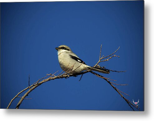 Loggerheadshrike Metal Print featuring the photograph Perched by Pam Rendall