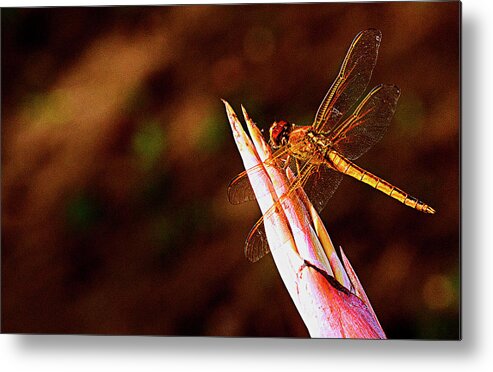 Dragonfly Metal Print featuring the photograph Perching Dragon by Bill Barber