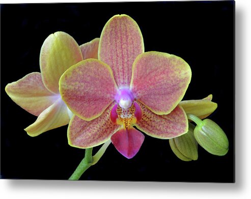 Orchids Metal Print featuring the photograph Phalaenopsis Miniature Orchids by Terence Davis