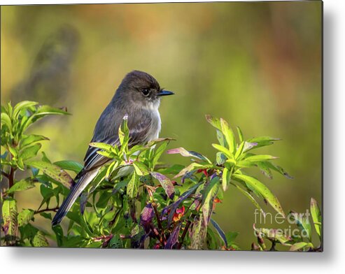 Phoebe Metal Print featuring the photograph Phoebe and Croton by Tom Claud