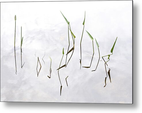 Plants Metal Print featuring the photograph Pickerel Weeds At Jordan Pond by John Manno