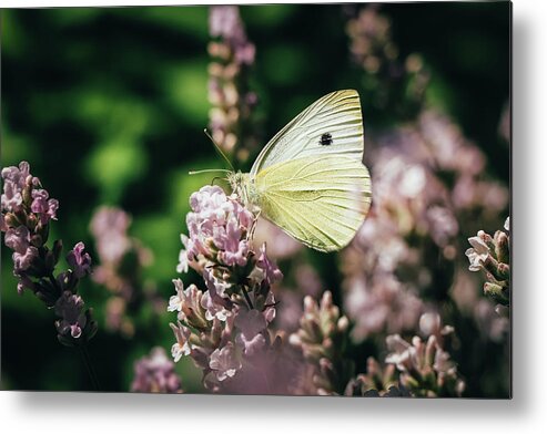 Creature Metal Print featuring the photograph Pieris rapae sits on pink flower by Vaclav Sonnek