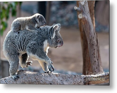 San Diego Zoo Metal Print featuring the photograph Piggy Back Rides by David Levin