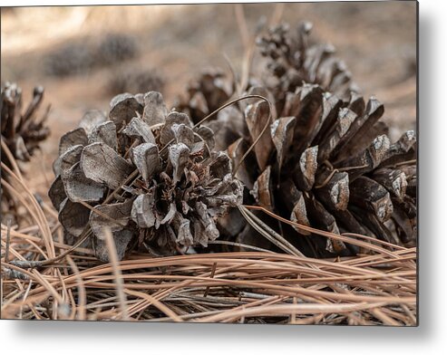 Fstop101 Pine Cones Close Up Brown Pine Needles Metal Print featuring the photograph Pine Cones by Geno