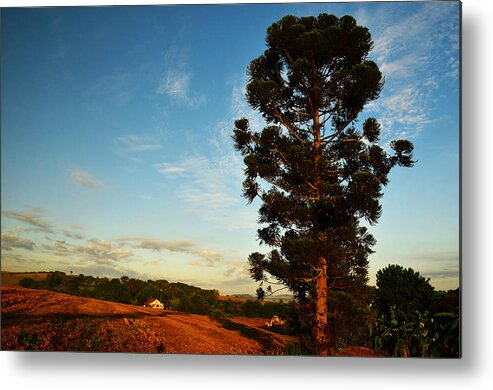 Agricultural Occupation Metal Print featuring the photograph Pine tree farm Brazil by Flavio ConceiÇÃo Fotos