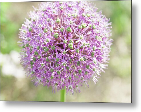 Allium Metal Print featuring the photograph Pink allium flower with a soft background by Jean-Luc Farges