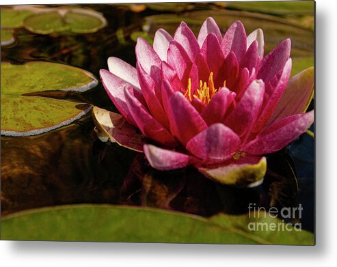 Waterlily Metal Print featuring the photograph Pink and Rose colored water lily floating on a pond. by Gunther Allen