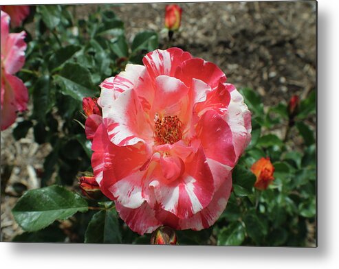 Pink Metal Print featuring the photograph Pink and White Tiger Stripe Rose by Kathy Pope