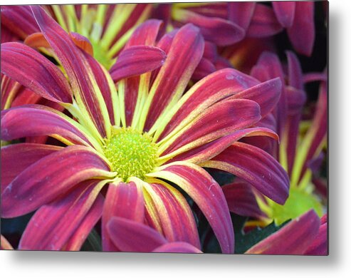 Daisy Metal Print featuring the photograph Pink and Yellow Daisy 1 by Amy Fose