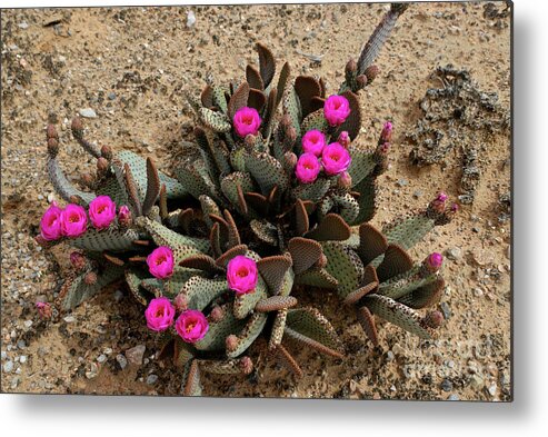 Denise Bruchman Photography Metal Print featuring the photograph Pink Beavertail Cactus Flowers by Denise Bruchman