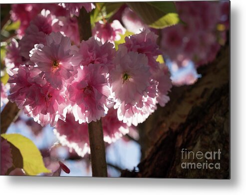 Pink Flowers Metal Print featuring the photograph Pink blossoms of ornamental cherry and sunlight 5 by Adriana Mueller